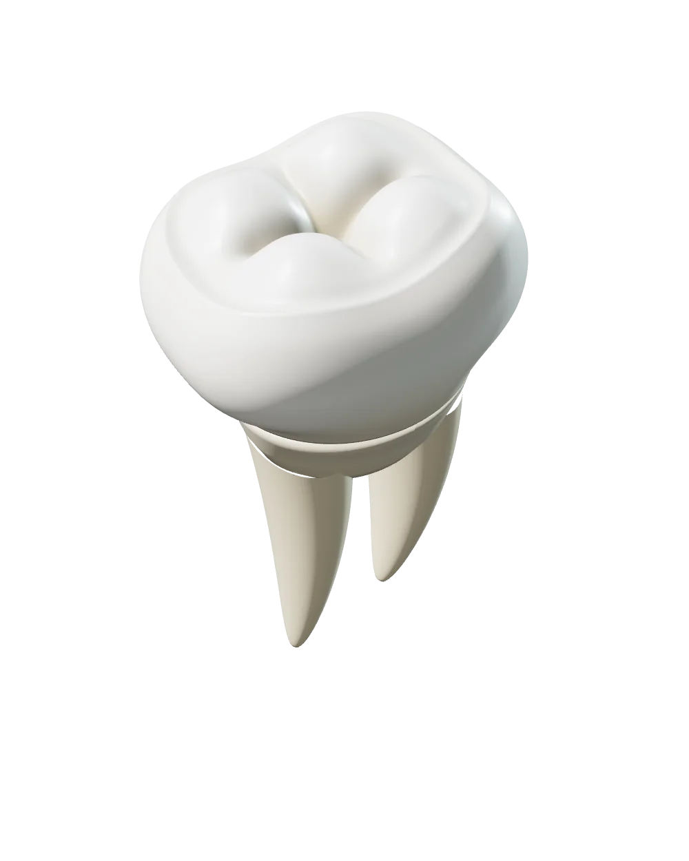 Molar inferior com as duas raízes